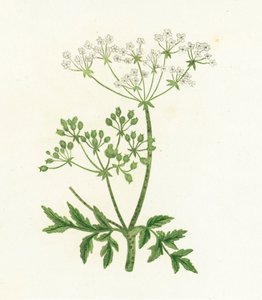 一般的なヘムロック、コニウムMaculatum 作： English School