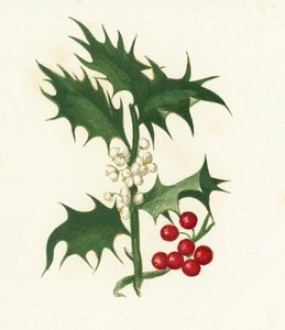 Common Holly、Ilex Aquifolium 作： English School