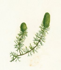一般的なツノゴケ、Ceratophyllum Demersum 作： English School