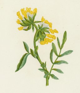一般的なキドニーベッチ、Anthyllis Vulneraria (カラーリソ) 作： English School