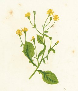 一般的な乳首麦汁、Lapsana Communis 作： English School