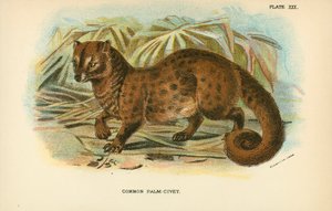 一般的なPalm-Civet 作： English School
