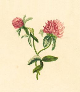 一般的な紫の三葉、Trifolium Pratense 作： English School