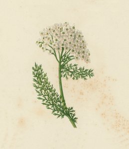 セイヨウノコギリソウ（Achillea Millefolium）（カラーリトグラフ