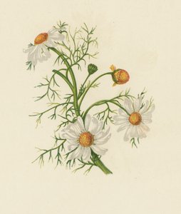 コーンフィーバーフュー、除虫菊 イノドラム（カラーリトグラフ） 作： English School
