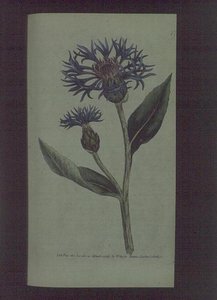 ヤグルマギク（Centaurea montana）、ウィリアム・カーティスの「The Botanical Magazine」（または「Flower Garden Displayed」）の77番プレート、パブ。1789-90年（彫刻）。 作： English School