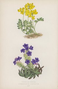 小さな冠; Lithospermum Prostratum (カラーリソ) 作： English School