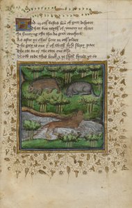 Cotton Vespasian B. XII, f.4 アナグマ、ヤマネコ、カワウソのイラスト。 ウィリアム・トゥエティとジョン・ギフォードによる「狩猟に関する論文」からの詩付き、1440年頃（ベラム） 作： English School