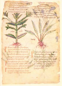 Cotton Vitellius C.III fol.30 ウルフのカンブとヘネプのイラスト、「Dioscorides」からの古い英語のハーブ、元々は Apuleius (123-80AD) (ベラム) 作： English School