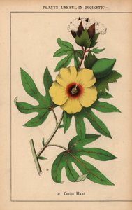 黄色い花と白い綿ぼこを持つワタ。  、「教育的な絵本、または野菜の世界からの教訓」[シャーロット・メアリー・ヤング]、エジンバラより 作： English School