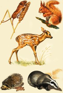 田舎の動物のモンタージュ 作： English School