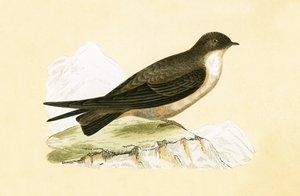 チャールズロバートブリー（1811-86）による「イギリス諸島では観察されないヨーロッパの鳥の歴史」のイラストであるクラッグスワロー、1867年発行 作： English School