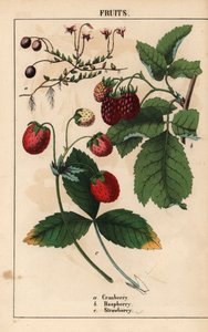 クランベリー、ラズベリー、ストロベリー フルーツ。   、「教育的な絵本、または野菜の世界からの教訓」[シャーロット・メアリー・ヤング]、エジンバラより 作： English School