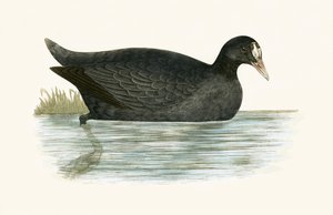 クレステッドクート、チャールズロバートブリー（1811-86）による「イギリス諸島では観察されなかったヨーロッパの鳥の歴史」の図解、1867年発行 作： English School