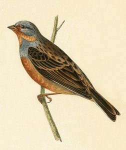クレッツマーのホオジロ、チャールズロバートブリー（1811-86）による「イギリス諸島では観察されないヨーロッパの鳥の歴史」のイラスト、1867年発行 作： English School