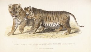 ライオンとティグレスの間で繁殖したカブス、生後3か月、1827-1835 作： English School