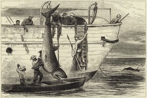 ポートルイスでサメを切る 作： English School
