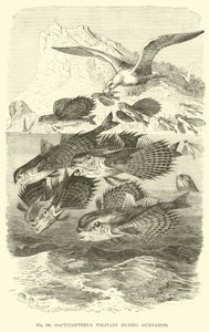 Dactylopterus Volitans、Flying Gurnards