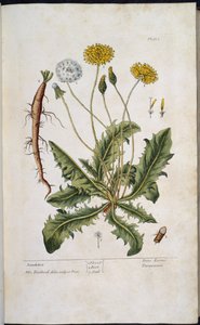 タンポポ、エリザベス・ブラックウェルの「A Curious Herbal...」より 作： English School