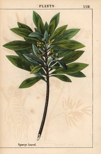 Daphne laureola または Spurge-laurel   、「教育的な絵本、または野菜の世界からの教訓」[シャーロット・メアリー・ヤング]、エジンバラより