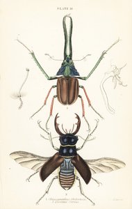 ダーウィンのカブトムシ、グラントのクワガタ、またはチリのクワガタChiasognathus grantii 1、ヨーロッパのクワガタLucanus cervus 2 作： English School