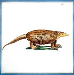 アルマジロ（Dasypus armadillo） 1810年頃 （紙に水彩画 作： English School