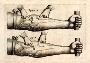 ウィリアム・ハーベイ（1578-1657）が1628年に発表した「De Motu Cordi, set Sanguinis in Animalibus」（生物における心臓と血液の動き）には、一方通行の弁を持つ前腕部の静脈のネットワークが描かれている。 作： English School