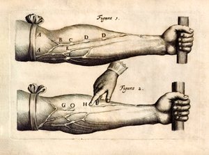 ウィリアム・ハーベイ（1578-1657）が1628年に発表した「De Motu Cordi, set Sanguinis in Animalibus」（生物における心臓と血液の動き）には、一方通行の弁を持つ前腕部の静脈のネットワークが描かれている。 作： English School