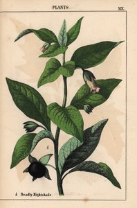 致命的なナイトシェード   、「教育的な絵本、または野菜の世界からの教訓」[シャーロット・メアリー・ヤング]、エジンバラより 作： English School