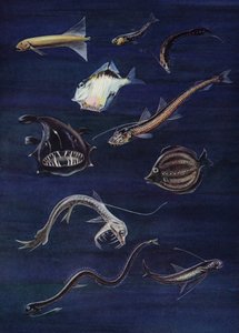 深海魚（カラーリソ） 作： English School