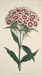 Dianthus Barbatus Bearded Pink、パブ。 1792年の手彩色彫刻。 作： English School
