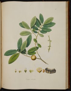 Diospyros melanoxylon、「コロマンデルの海岸の植物」より 作： English School