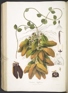 Dischidia Rafflesiana、「Plantæ Asiaticæ Rariores」のプレート 142。 または、選択された数の未発表の東インドの植物の説明と図。 L.P.