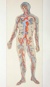 人体における血管の分布、c.1890 作： English School