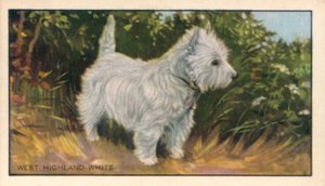 犬：ウエスト・ハイランド・ホワイト（カラーリトグラフ）