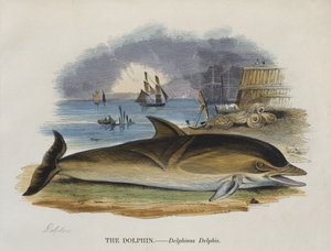 海岸のイルカ、1823年（色の彫刻）