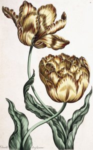 ダブルオリフラム、1759年 作： English School