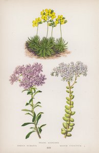 Draba aizoides; Iberis bubanii; Sedum turgidum（カラーリトグラフ） 作： English School