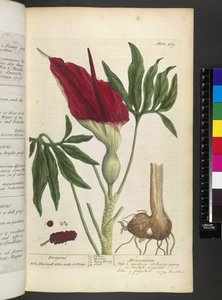 ドラコンチウム、エリザベス・ブラックウェルの「A Curious Herbal...」より