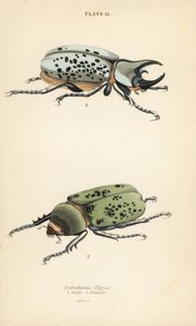 イースタンヘラクレスオオカブト、Dynastes tityus、オス1、メス2 作： English School