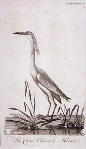 1771年8月に発行された「The Gentleman