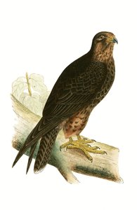 エレオノーラファルコン、チャールズロバートブリー（1811-86）による「イギリスの島々では観察されないヨーロッパの鳥の歴史」のイラスト、1867年発行 作： English School