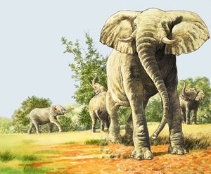 アフリカのゾウ、『ネイチャーズ・ワンダーランド』のイラスト