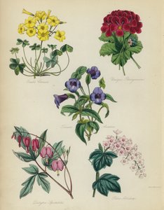 イングリッシュフラワーガーデン：Oxalis seeはユニークなPelargonium、Torenia asiatica、Dielytra Alocasia、Ribes Albidum 作： English School