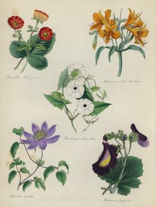 イングリッシュフラワーガーデン：Potentilla Menziesii、Alstraemeria Van Houtteii、Thunbergia alata alba、Clematis caerulea、Martynia fragrans 作： English School