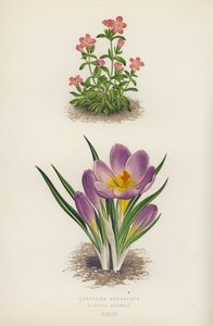 Erythraea Aggregata; Crocus Sieberi（カラーリトグラフ） 作： English School