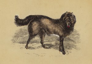 エスキモー犬（カラーリトグラフ） 作： English School