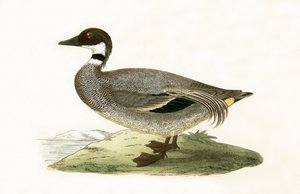 チャールズロバートブリー（1811-86）による「イギリス諸島では観察されなかったヨーロッパの鳥の歴史」からのイラスト、1867年に出版された青緑色のティール 作： English School
