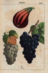 いちじくとぶどう  、「教育的な絵本、または野菜の世界からの教訓」[シャーロット・メアリー・ヤング]、エジンバラより 作： English School