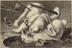 2つのホッキョクグマの間で戦います